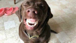 Illustration : "12 photos de chiens qui expriment leur joie de la plus adorable des manières"