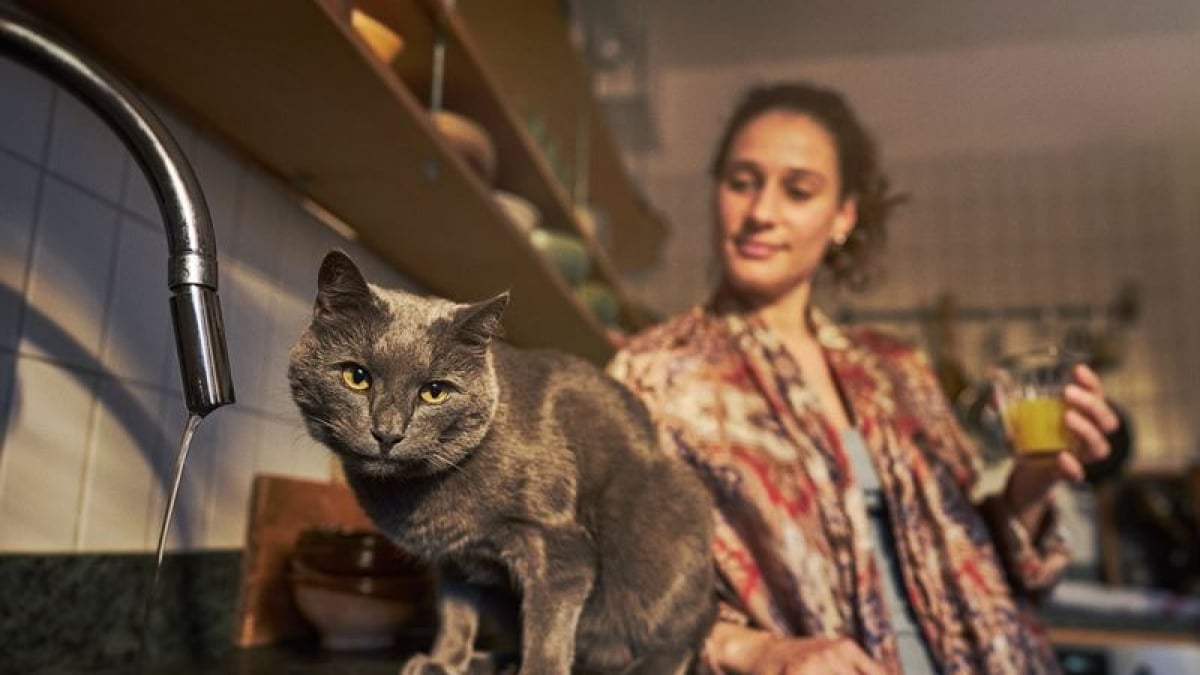 Illustration : "Agria Assurance alerte sur les maladies urinaires chez le chat, un problème fréquent à ne pas sous-estimer"