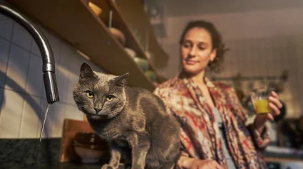 Illustration : Agria Assurance alerte sur les maladies urinaires chez le chat, un probl&egrave;me fr&eacute;quent &agrave; ne pas sous-estimer