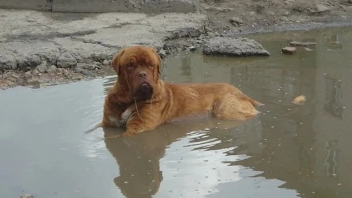 Illustration : "10 chats et chiens qui ont fait une bêtise, mais tente de paraître innocents"