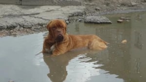 Illustration : "10 chats et chiens qui ont fait une bêtise, mais tente de paraître innocents"