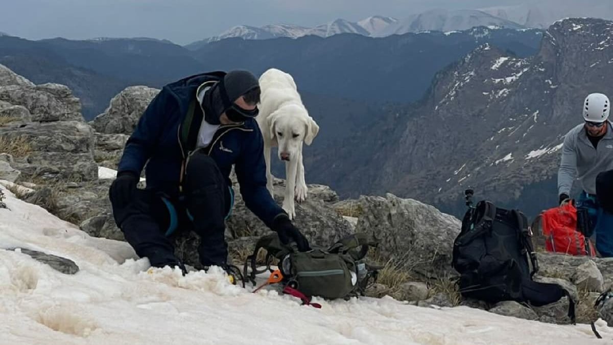 Illustration : "Invisible dans la neige ce chien blanc bloqué en haute altitude est secouru après 9 jours d'errance"