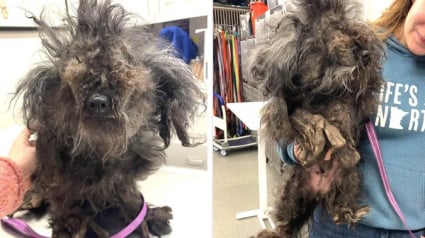 Illustration : Abandonn&eacute;e par son ma&icirc;tre &acirc;g&eacute; sous un demi-kilo de poils emm&ecirc;l&eacute;s cette chienne crois&eacute;e Caniche est enfin adopt&eacute;e apr&egrave;s sa m&eacute;tamorphose