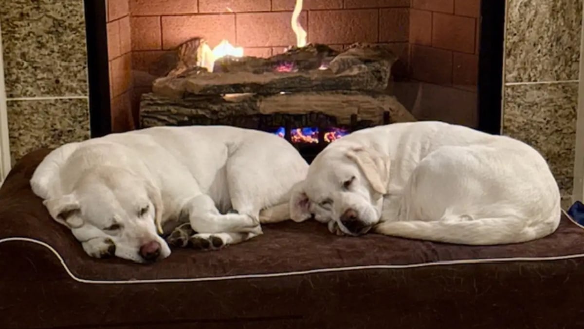 Illustration : "« Nous sommes époustouflés », ils adoptent une 2e chienne errante sans savoir qu’ils réunissaient 2 sœurs"