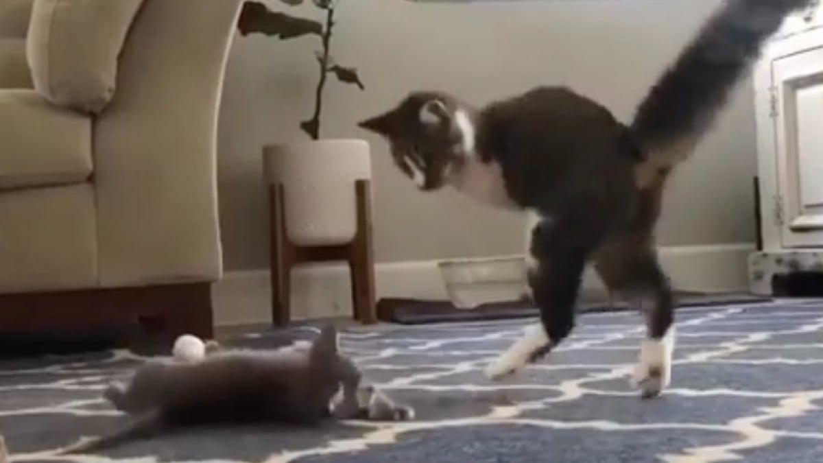 Illustration : "Résiliente et joyeuse, une petite chatte à 2 pattes rencontre un nouveau chaton et trouve un ami pour jouer (vidéo)"