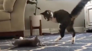 Illustration : Résiliente et joyeuse, une petite chatte à 2 pattes rencontre un nouveau chaton et trouve un ami pour jouer (vidéo)