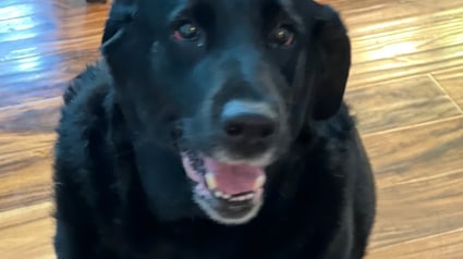 Illustration : Quelques jours apr&egrave;s l'incendie de leur maison, ils adressent une lettre &eacute;mouvante aux pompiers pour les remercier d'avoir sauv&eacute; leur chienne