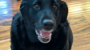 Illustration : Quelques jours après l'incendie de leur maison, ils adressent une lettre émouvante aux pompiers pour les remercier d'avoir sauvé leur chienne