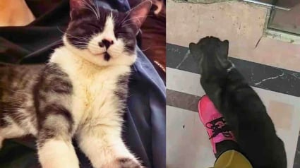 Illustration : &laquo; Si tu me le permets, je serais heureuse de t'adopter &raquo;, ce chat errant suit une femme jusque chez elle et d&eacute;cide de ne plus la quitter