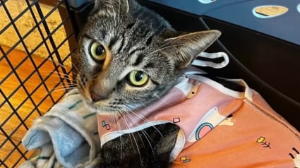 Illustration : Apr&egrave;s avoir &eacute;t&eacute; attaqu&eacute;e en pleine rue par des chiens alors qu&rsquo;elle &eacute;tait gestante, cette chatte survit et trouve une famille