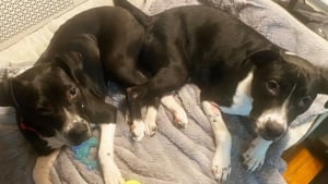 Illustration : "Quelques jours après sa disparition lors d’un jour de neige, un chien craintif venant d’être adopté est retrouvé grâce à son collier GPS"