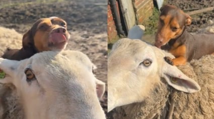 Illustration : &laquo; Tellement mignon &raquo;, ce Jack Russell adore se percher sur le dos de son ami le mouton (vid&eacute;o)