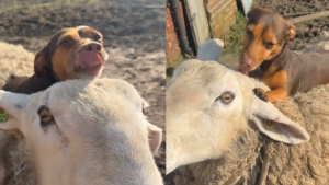 Illustration : « Tellement mignon », ce Jack Russell adore se percher sur le dos de son ami le mouton (vidéo)