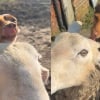 Illustration : &laquo; Tellement mignon &raquo;, ce Jack Russell adore se percher sur le dos de son ami le mouton (vid&eacute;o)