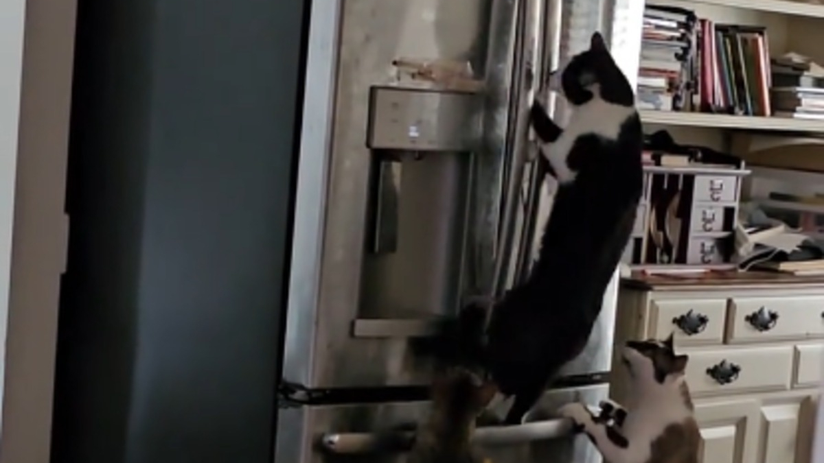 Illustration : "Filmés en cachette sur TikTok 4 adorables chats tentent d'ouvrir un réfrigérateur pour voler de la nourriture (vidéo)"