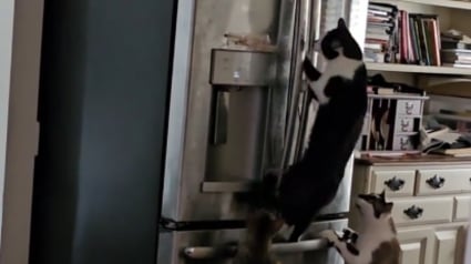 Illustration : Film&eacute;s en cachette sur TikTok 4 adorables chats tentent d'ouvrir un r&eacute;frig&eacute;rateur pour voler de la nourriture (vid&eacute;o)