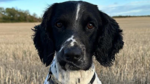 Illustration : Perdu pendant 48 heures après une crise d'épilepsie ce chien de la police écossaise est enfin secouru grâce au précieux témoignage d'un passant