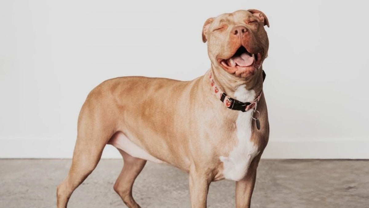 Illustration : "Cette chienne aveugle et en surpoids attendait la famille idéale depuis 6 mois, son rêve a été exaucé grâce à un article"