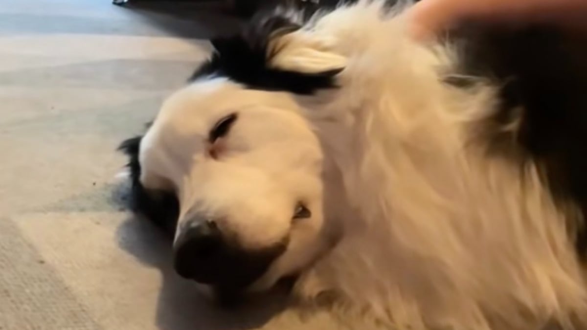 Illustration : "Avant de dire adieu à sa chienne âgée, elle l’aide à « faire des bêtises » durant ses derniers jours (vidéo)"