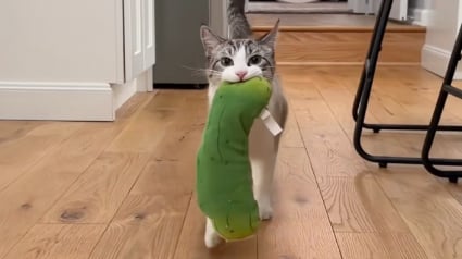 Illustration : &laquo; Un cornichon de soutien &eacute;motionnel &raquo;, ce chat est obs&eacute;d&eacute; par un dr&ocirc;le de cornichon en peluche et l&rsquo;emm&egrave;ne partout (vid&eacute;o)