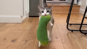 Illustration : « Un cornichon de soutien émotionnel », ce chat est obsédé par un drôle de cornichon en peluche et l’emmène partout (vidéo)