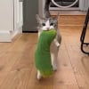 Illustration : &laquo; Un cornichon de soutien &eacute;motionnel &raquo;, ce chat est obs&eacute;d&eacute; par un dr&ocirc;le de cornichon en peluche et l&rsquo;emm&egrave;ne partout (vid&eacute;o)