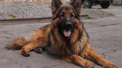 Illustration : 8 races de chiens sujettes aux probl&egrave;mes cutan&eacute;s