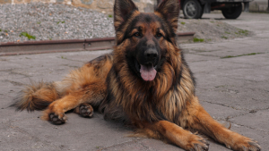 Illustration : "8 races de chiens sujettes aux problèmes cutanés"