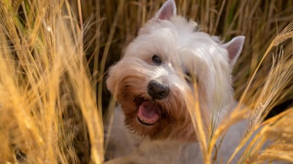 Illustration : 8 races de chiens de petite taille qui savent donner de la voix