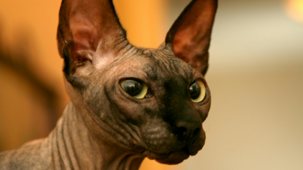 Illustration : 5 races de chats dont les origines sont souvent m&eacute;connues