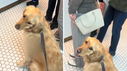 Illustration : &laquo; Ma&icirc;tre manipulateur &raquo;, ce Golden Retriever malicieux double la file d&rsquo;attente pour convaincre des inconnus de lui acheter une friandise (vid&eacute;o)