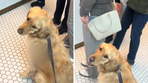 Illustration : « Maître manipulateur », ce Golden Retriever malicieux double la file d’attente pour convaincre des inconnus de lui acheter une friandise (vidéo)