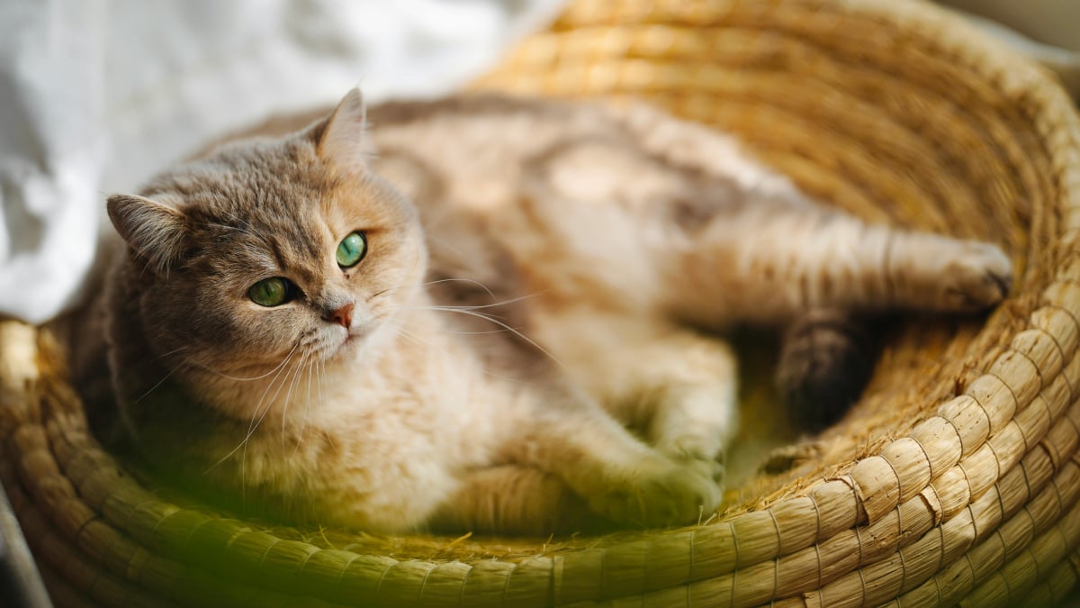 Illustration : "10 infos à connaître quand on adopte un chat"