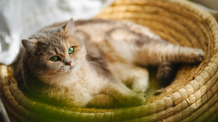 Illustration : 10 infos &agrave; conna&icirc;tre quand on adopte un chat
