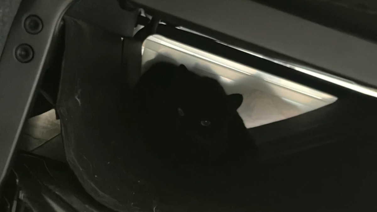 Illustration : "En fixant le canapé et en miaulant depuis 1 semaine, ce chat dévoile à sa maîtresse un chaton caché"