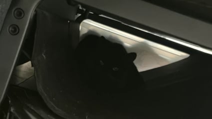 Illustration : En fixant le canap&eacute; et en miaulant depuis 1 semaine, ce chat d&eacute;voile &agrave; sa ma&icirc;tresse un chaton cach&eacute;