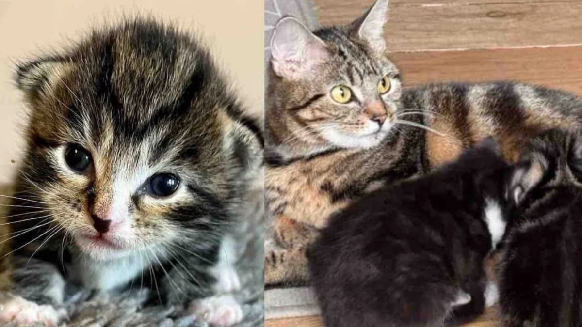 Illustration : "« Elle n’aura pas à accoucher dehors dans le froid », une chatte retrouvée en pleine forêt est sauvée à temps pour pouvoir donner naissance à ses petits"