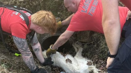 Illustration : Des pompiers redoublent d&rsquo;effort pour extraire un chien port&eacute; disparu depuis plusieurs jours et coinc&eacute; dans un &eacute;gout pluvial