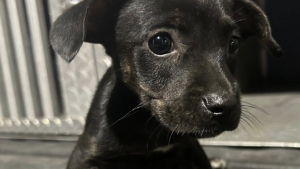 Illustration : « Elle n'a aucune idée qu'elle est différente », malgré sa patte pas comme les autres, cette chienne est aussi vive que sa fratrie