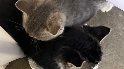 Illustration : Une chatte fait la rencontre d&rsquo;une femme g&eacute;n&eacute;reuse et se pr&eacute;sente devant sa porte le lendemain pour lui pr&eacute;senter ses chatons (vid&eacute;o)