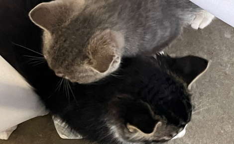 Une chatte fait la rencontre d’une femme généreuse et se présente devant sa porte le lendemain pour lui présenter ses chatons (vidéo)