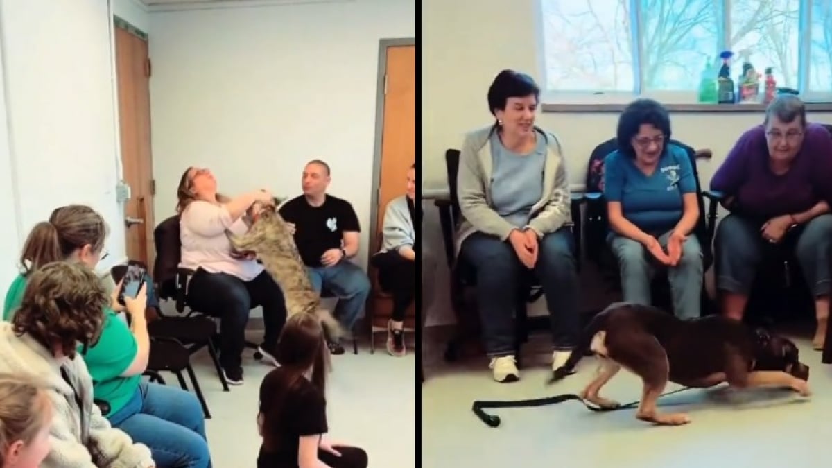 Illustration : "Grâce à un événement d’adoption organisé par un refuge, ces chiens ont la chance de pouvoir choisir eux-mêmes leur famille (vidéo)"