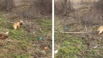 Illustration : Attach&eacute; &agrave; un arbre au bord de la route, ce chien effray&eacute; d&eacute;cide malgr&eacute; sa peur d&rsquo;accorder sa confiance &agrave; sa bienfaitrice (vid&eacute;o)