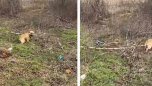 Illustration : Attaché à un arbre au bord de la route, ce chien effrayé décide malgré sa peur d’accorder sa confiance à sa bienfaitrice (vidéo)