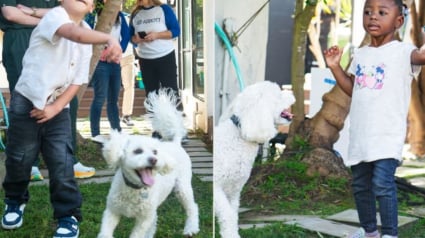 Illustration : Des enfants et des chiots touch&eacute;s par la m&ecirc;me malformation cardiaque se r&eacute;unissent pour f&ecirc;ter la r&eacute;ussite de leur traitement