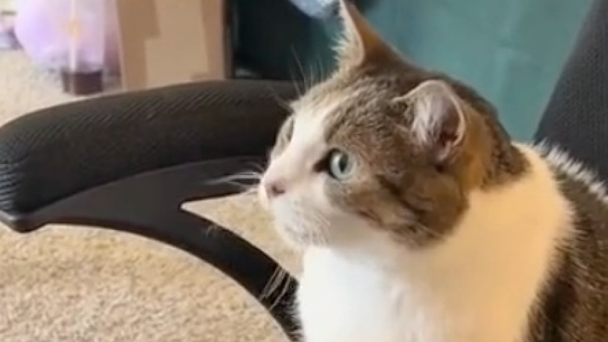 Illustration : "Ce chat tient à sa routine et attend tous les matins que sa maîtresse vienne lui allumer la télévision (vidéo)"