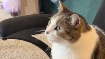 Illustration : Ce chat tient &agrave; sa routine et attend tous les matins que sa ma&icirc;tresse vienne lui allumer la t&eacute;l&eacute;vision (vid&eacute;o)