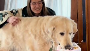 Illustration : Enfermé 9 ans dans une usine à chiots ce Golden Retriever sénior remercie sa famille chaque jour de l'aimer (vidéo)