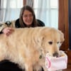 Illustration : Enferm&eacute; 9 ans dans une usine &agrave; chiots ce Golden Retriever s&eacute;nior remercie sa famille chaque jour de l'aimer (vid&eacute;o)