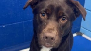 Illustration : Une chienne bless&eacute;e par balle est accueillie en urgence dans une clinique et re&ccedil;oit le traitement qui peut lui sauver la vie